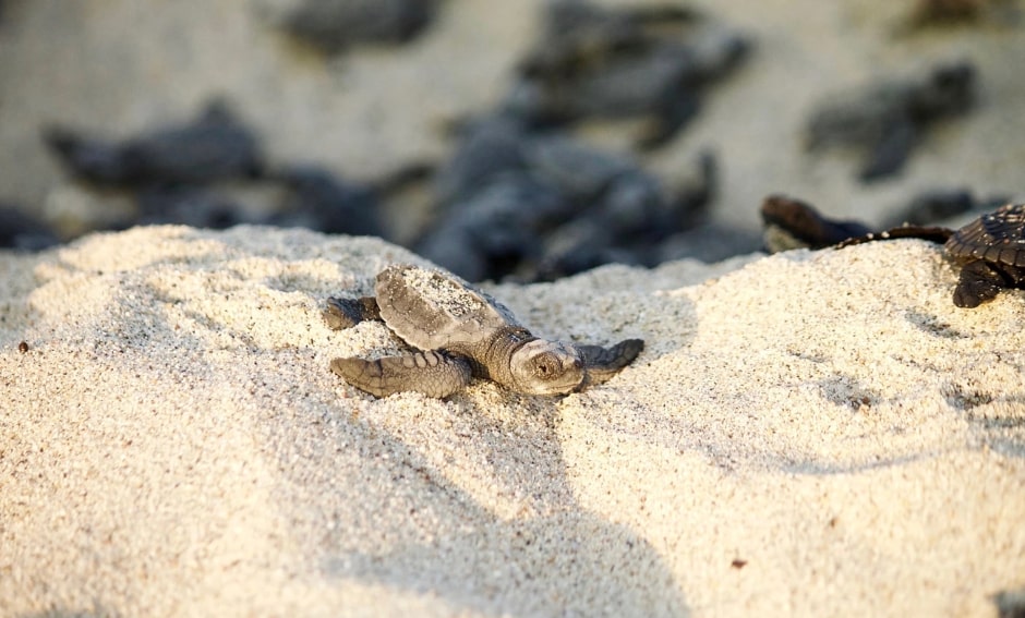 baby turtle on sand