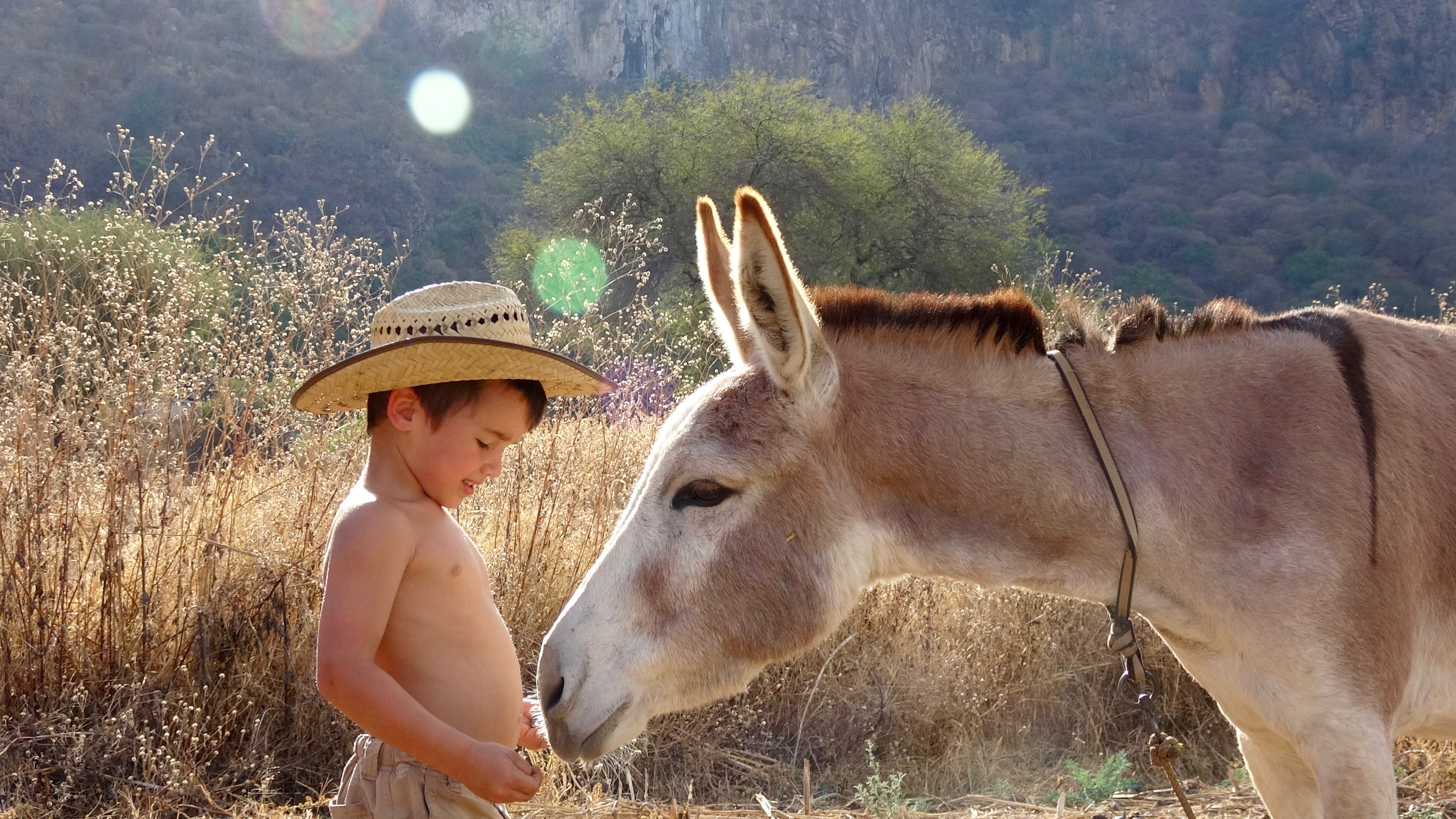 A kid with a donkey
